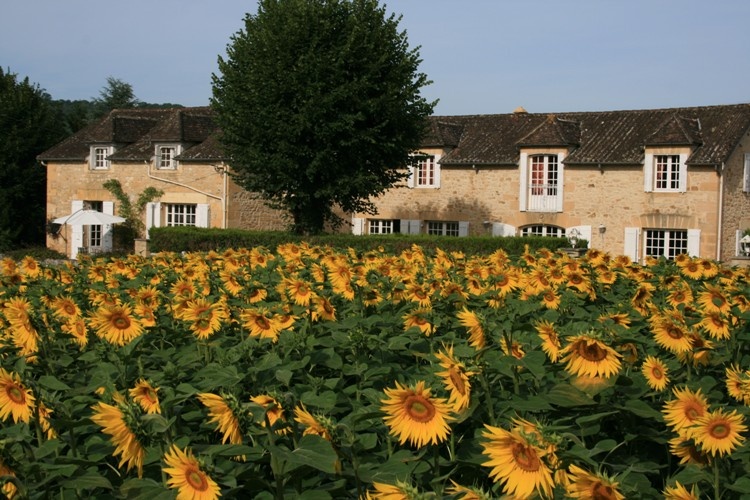 voorkant met veel zonnenbloemen.jpg